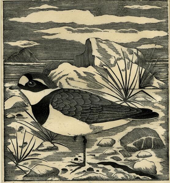 The ringed plover (1924)
