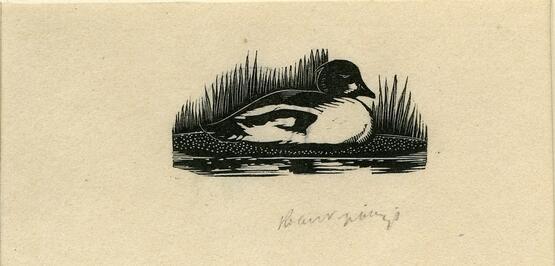 Vignette of a duck (Illustration to Grey's 'Fallodon Papers', London: 1926) (1926)