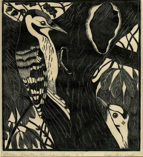 Lesser spotted woodpeckers (circa 1930)