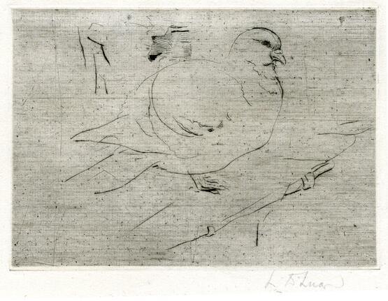 Pigeon (1897-1931)