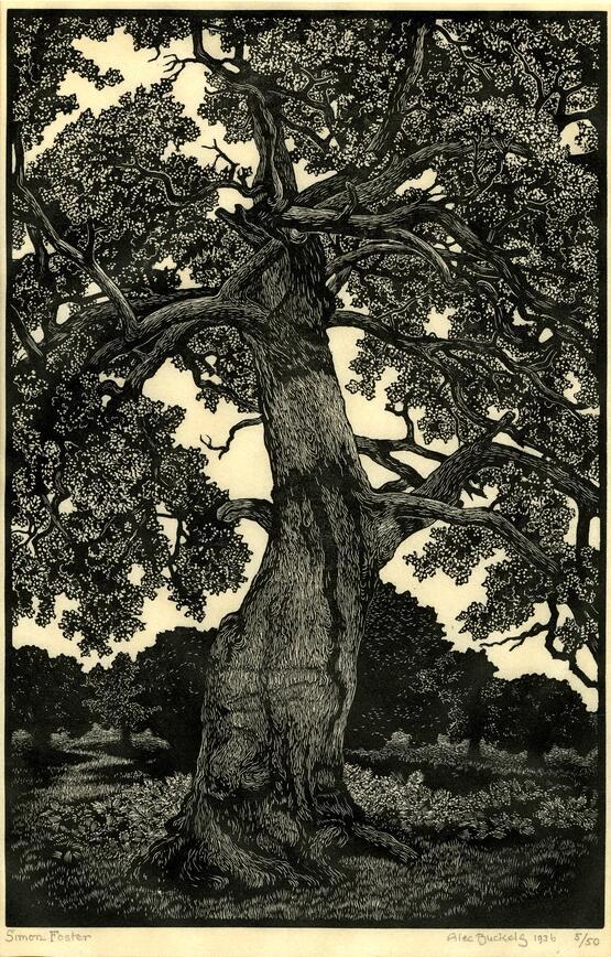 The Simon Foster Oak (1936)