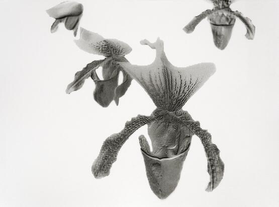 Paphiopedilum Insigne (from the series Orchidomania) (2016)