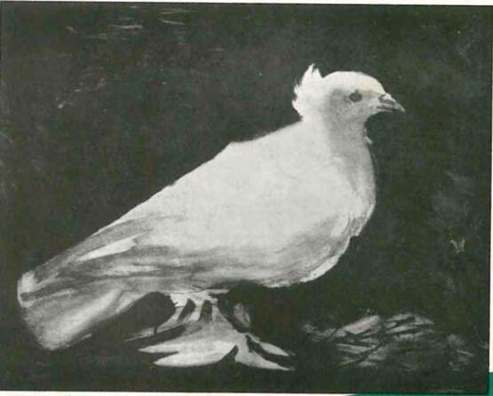 La Colombe (The Dove) (1949)