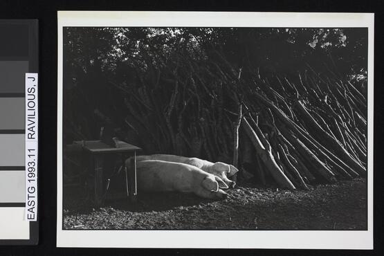 Pigs and woodpile, Parsonage Farm, August 1976 (Twelve photographs from the Beaford Photographic Archive, Image 11) (1976)