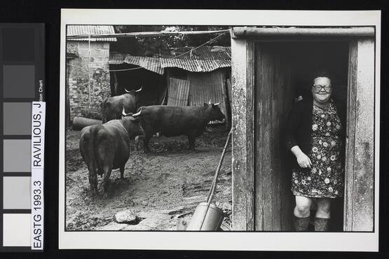 Olive Bennett with her Red Devon Cows, Cupper’s Piece, June 1979 (Twelve photographs from the Beaford Photographic Archive, Image 3) (1979)