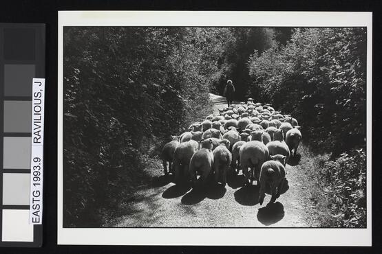 Jean Pickard leading her flock, Woolridge, Dolton, Devon, England (Twelve photographs from the Beaford Photographic Archive, Image 9) (1975)