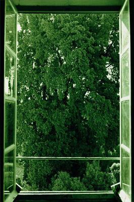 Tree Filling Window (2002)