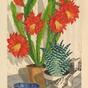 Flowering cactus (1927)