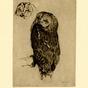 Owl (1921)