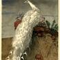 White peacock (1910)