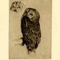 Owl (1921)