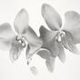 Phalaenopsis amabilis (from the series Orchidomania) (2016)
